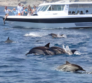 Dolphin watching